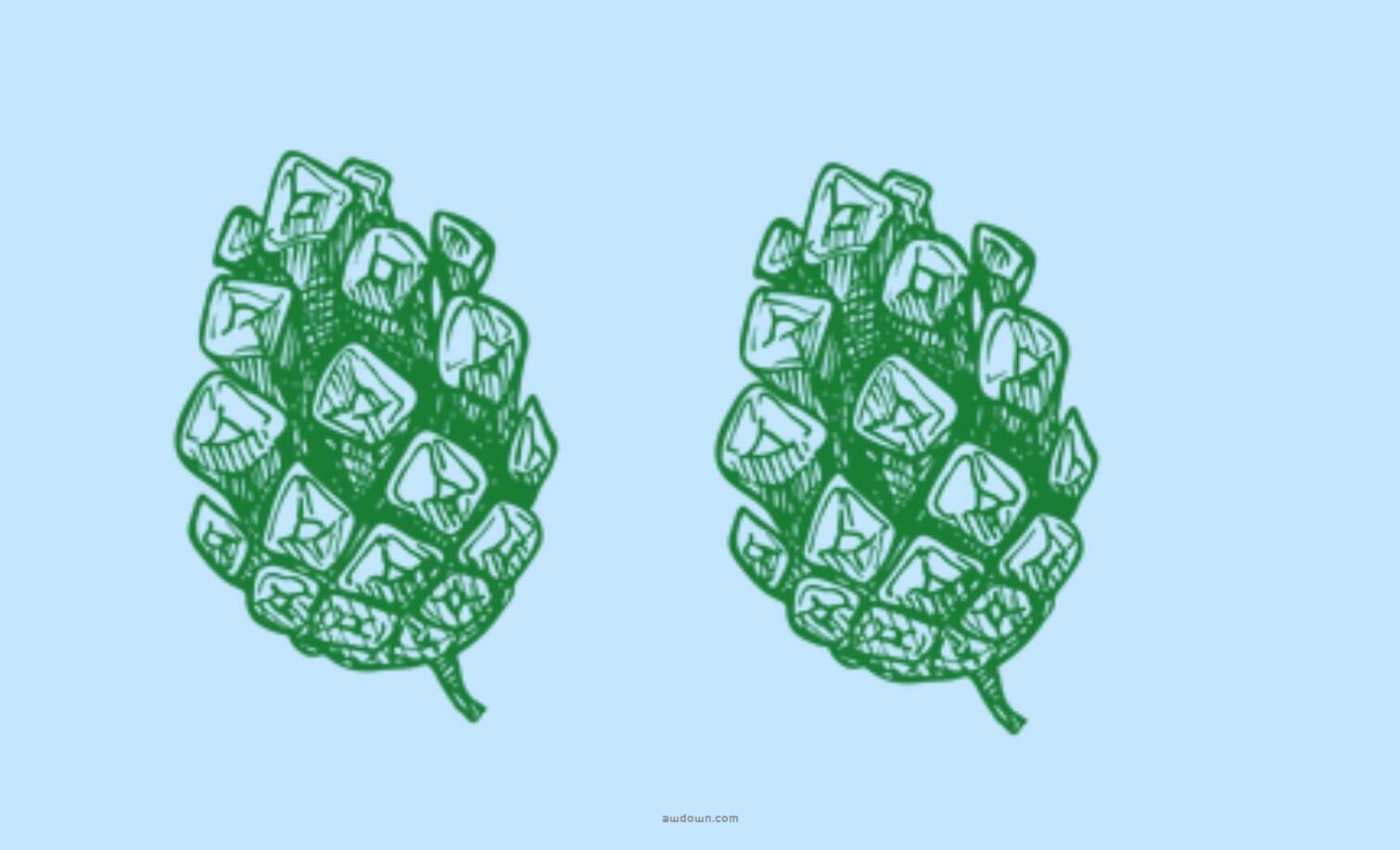 手绘松叶松果素材-PS笔刷