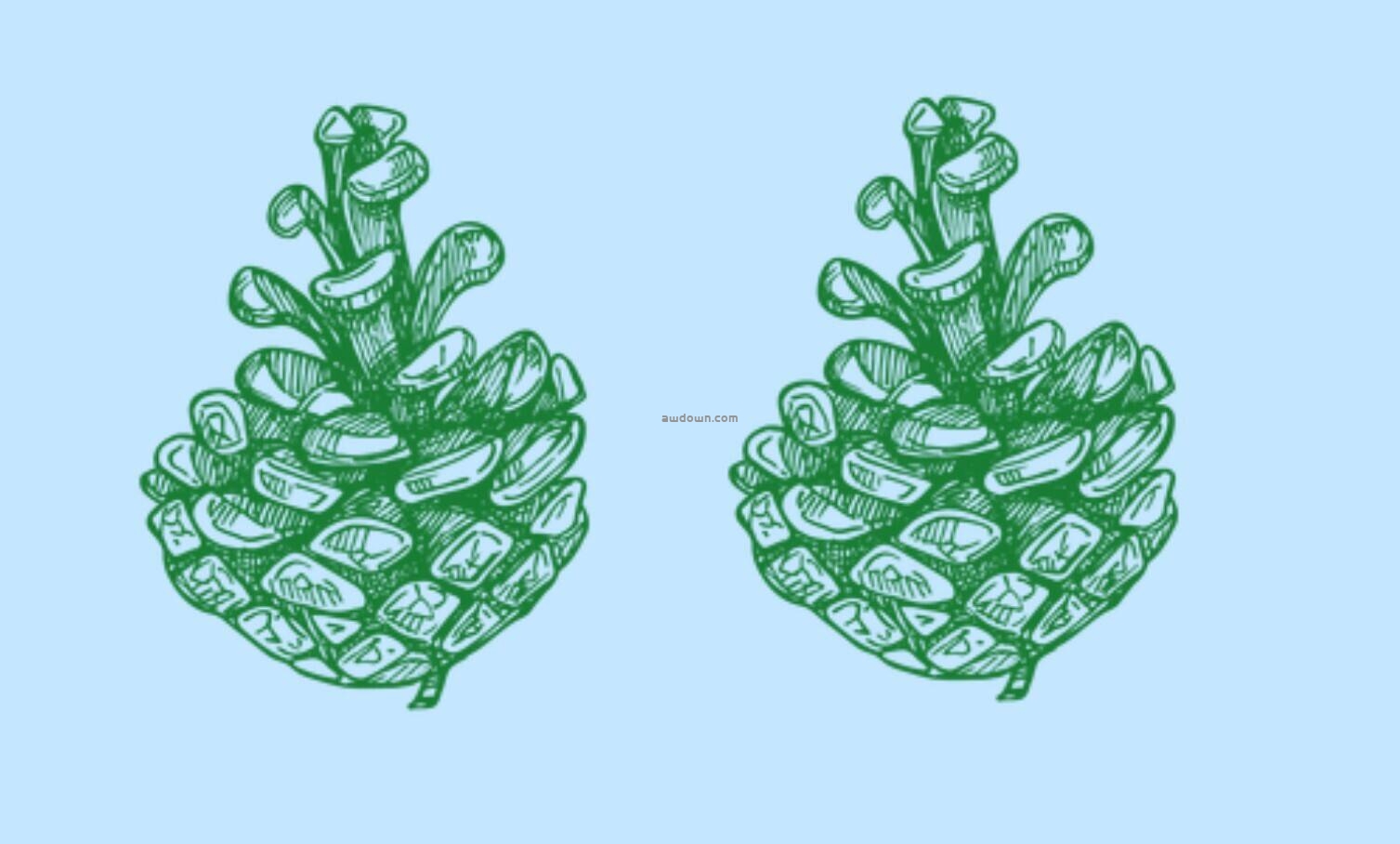 手绘松叶松果素材-PS笔刷