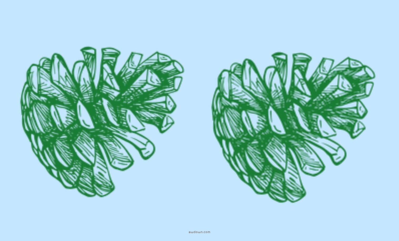 手绘松叶松果素材-PS笔刷