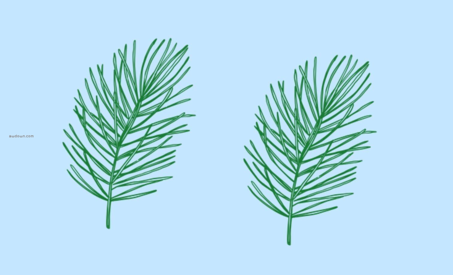 手绘松叶松果素材-PS笔刷